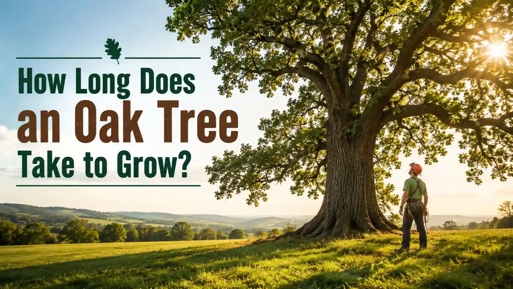 How Long Does an Oak Tree Take to Grow