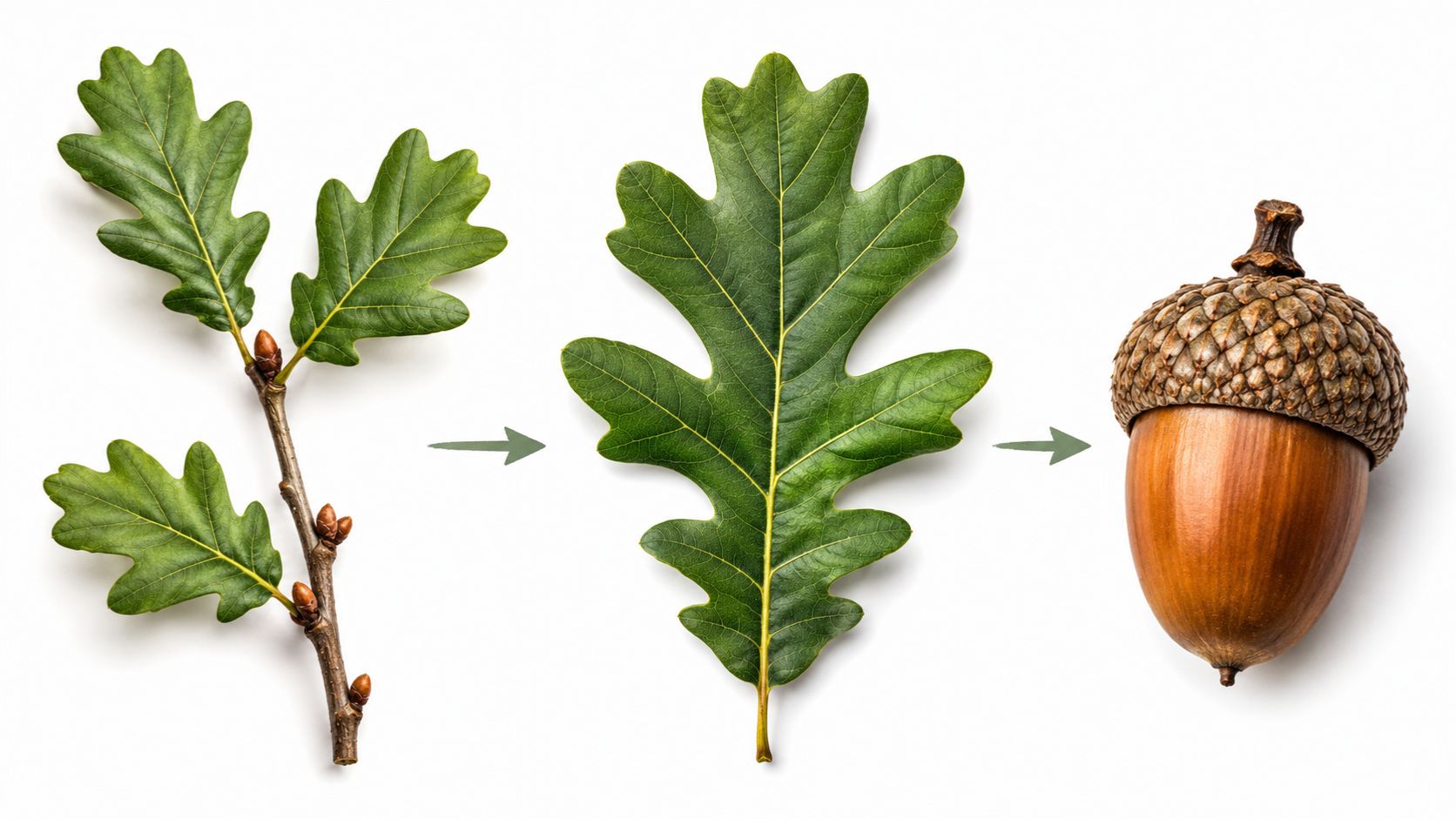 Confirm It’s an Oak (Genus-Level Check)