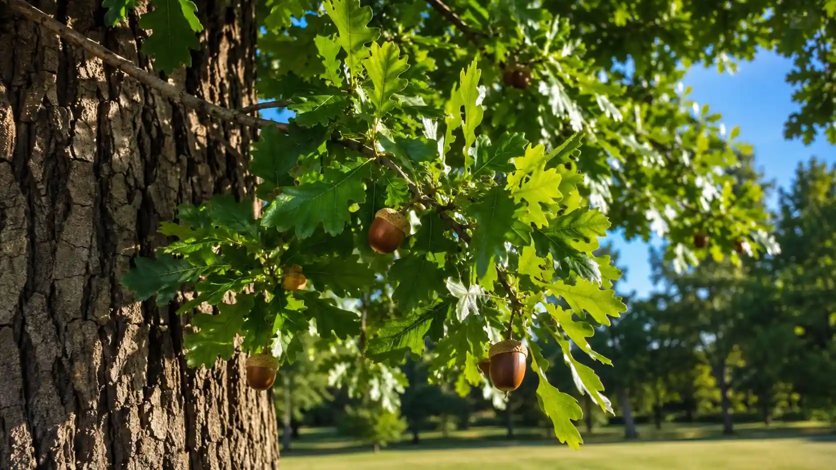 Oak Tree
