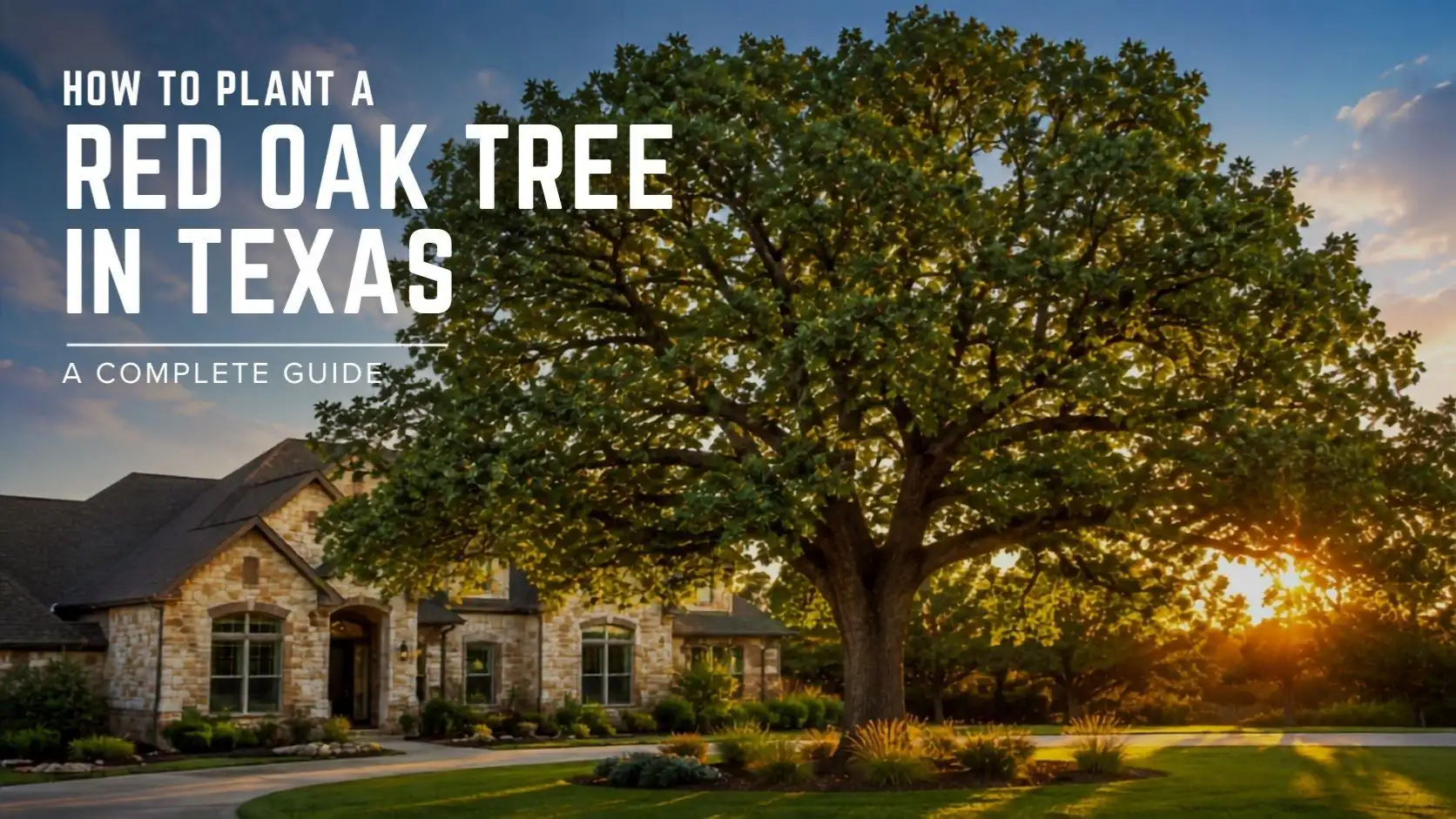 Red Oak Tree in Texas
