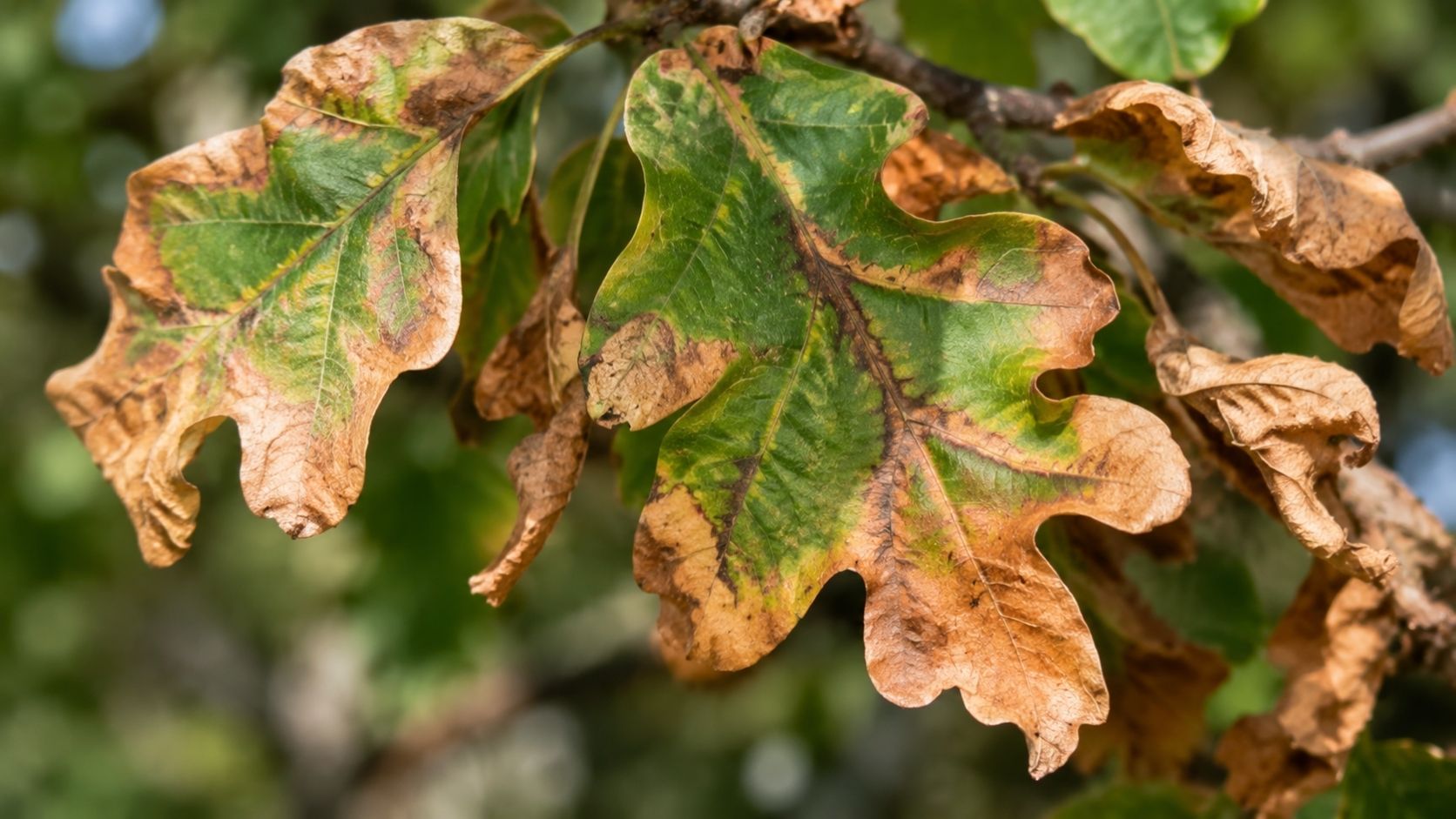 Sunlit Oak Leaves with Autumn Damage
